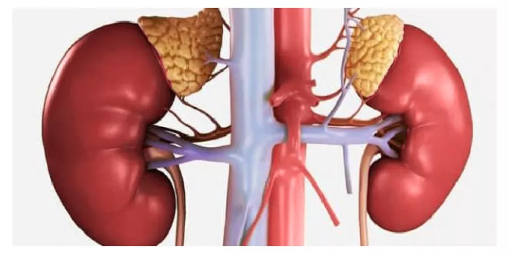 /أمراض الغدة الفوق كظرية